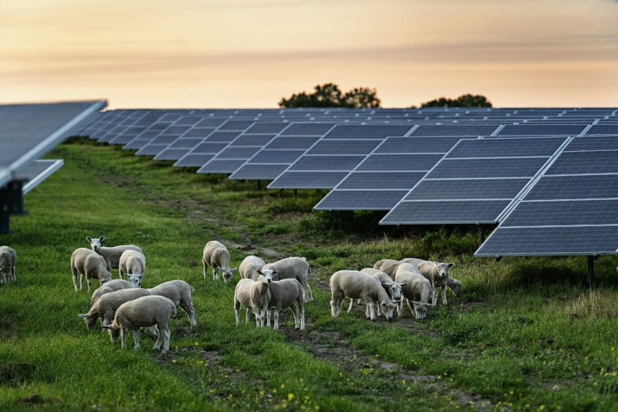 Flere og flere solceller på land giver grøn strøm i Danmark. Foto: Dansk Solcelleforening