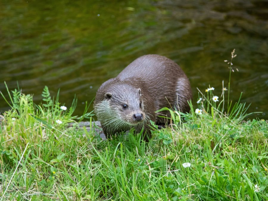 Forhåbentlig har Sjælland også snart en sund bestand af oddere. Foto af Katja Anokhina