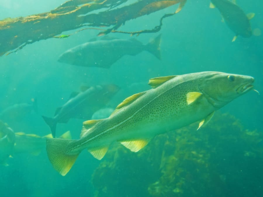 Fisk har det godt i tang og stenrev, hvor de kan gemme sig og yngle. Foto: Travel Faery on iStock.